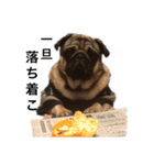 名犬ブラッシュ（個別スタンプ：7）