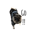名犬ブラッシュ（個別スタンプ：9）