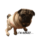 名犬ブラッシュ（個別スタンプ：10）