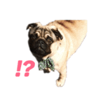 名犬ブラッシュ（個別スタンプ：11）