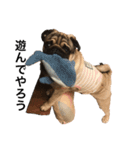 名犬ブラッシュ（個別スタンプ：13）