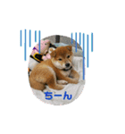 なおちゃん仔犬ver（個別スタンプ：1）