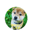 なおちゃん仔犬ver（個別スタンプ：2）