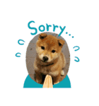なおちゃん仔犬ver（個別スタンプ：3）