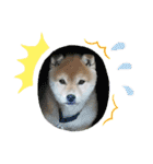 なおちゃん仔犬ver（個別スタンプ：5）