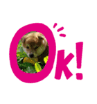 なおちゃん仔犬ver（個別スタンプ：6）