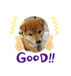 なおちゃん仔犬ver（個別スタンプ：8）