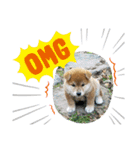 なおちゃん仔犬ver（個別スタンプ：9）