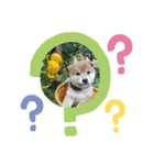 なおちゃん仔犬ver（個別スタンプ：11）
