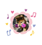 なおちゃん仔犬ver（個別スタンプ：13）