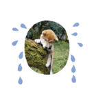 なおちゃん仔犬ver（個別スタンプ：16）