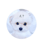 pomemaru rowa（個別スタンプ：1）