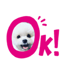 pomemaru rowa（個別スタンプ：2）