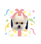 pomemaru rowa（個別スタンプ：6）