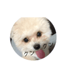 pomemaru rowa（個別スタンプ：7）