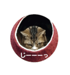 桃日々（個別スタンプ：3）