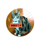 桃日々（個別スタンプ：5）