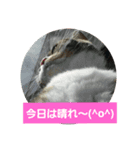桃日々（個別スタンプ：6）