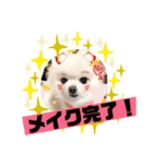 ポコスタンプ1（個別スタンプ：3）