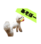 キャバプーきなこ（個別スタンプ：1）