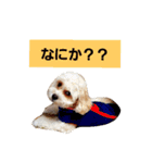 キャバプーきなこ（個別スタンプ：2）