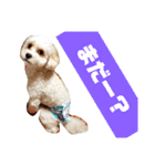 キャバプーきなこ（個別スタンプ：3）