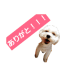 キャバプーきなこ（個別スタンプ：4）