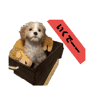 キャバプーきなこ（個別スタンプ：8）