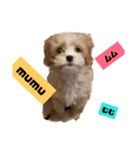 キャバプーきなこ（個別スタンプ：10）