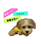 キャバプーきなこ（個別スタンプ：11）