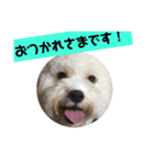 キャバプーきなこ（個別スタンプ：16）
