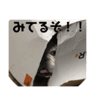 寅のスタンプ（個別スタンプ：4）