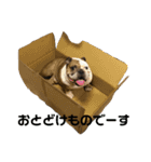寅のスタンプ（個別スタンプ：8）