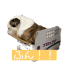 寅のスタンプ（個別スタンプ：12）
