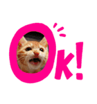 茶トラ子猫ルナの日常会話（個別スタンプ：1）