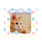 茶トラ子猫ルナの日常会話（個別スタンプ：6）