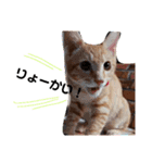 茶トラ子猫ルナの日常会話（個別スタンプ：8）