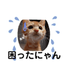 茶トラ子猫ルナの日常会話（個別スタンプ：9）