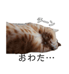 茶トラ子猫ルナの日常会話（個別スタンプ：10）