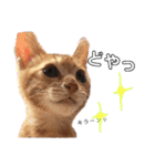 茶トラ子猫ルナの日常会話（個別スタンプ：11）