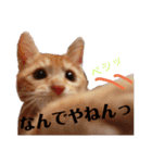 茶トラ子猫ルナの日常会話（個別スタンプ：12）