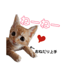 茶トラ子猫ルナの日常会話（個別スタンプ：13）