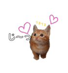 茶トラ子猫ルナの日常会話（個別スタンプ：14）