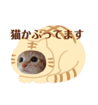 茶トラ子猫ルナの日常会話（個別スタンプ：16）