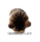 本気？で謝る猫（個別スタンプ：1）