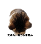 本気？で謝る猫（個別スタンプ：3）