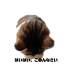 本気？で謝る猫（個別スタンプ：4）
