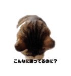 本気？で謝る猫（個別スタンプ：6）