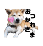あずと愉快な仲間たち（個別スタンプ：4）