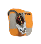 ネコネコニャンニャン（個別スタンプ：2）